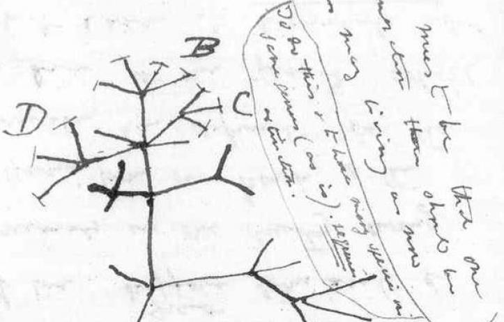 Darwin's first tree